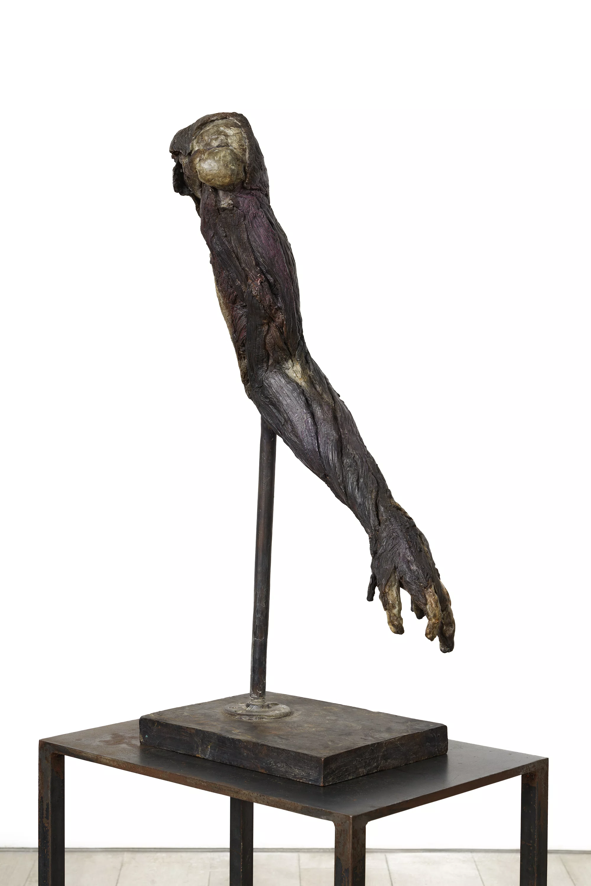 Untitled (Meat Arm) by Kiki Smith