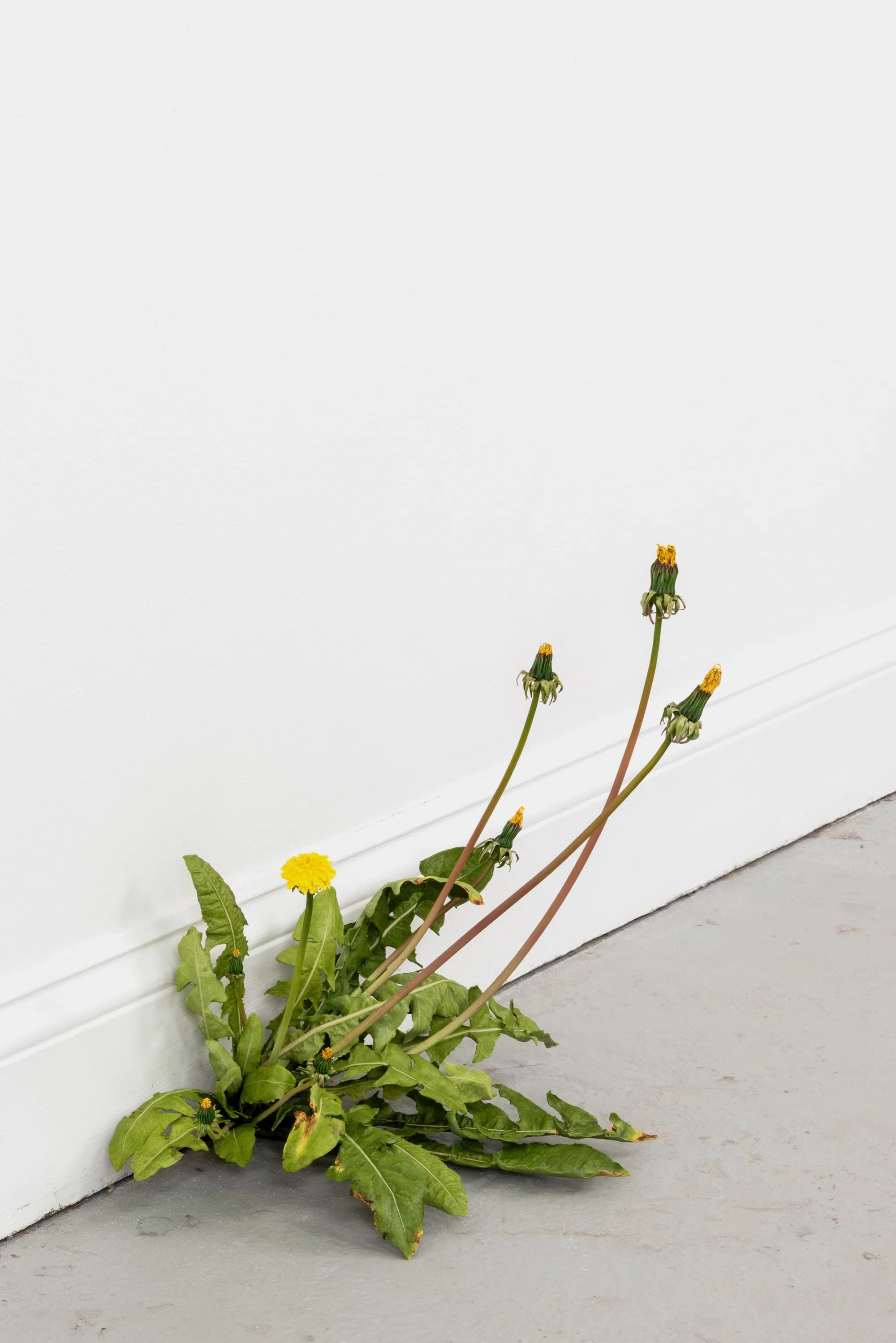 Weed (771) by Tony Matelli