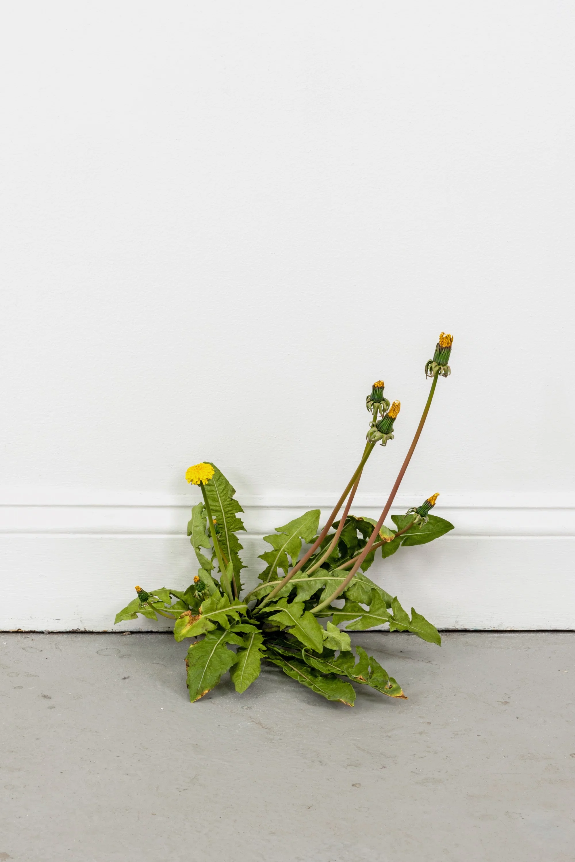 Weed (771) by Tony Matelli