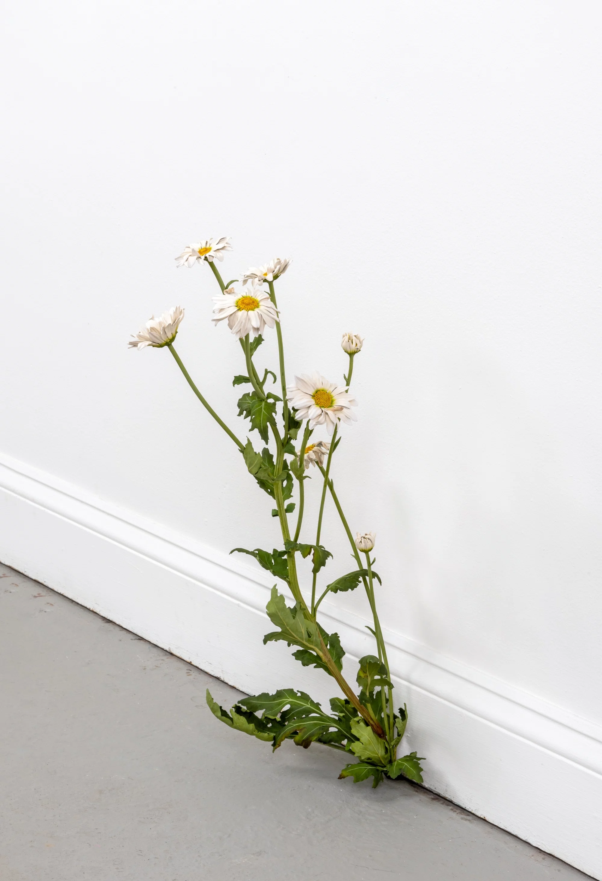 Weed (770) by Tony Matelli