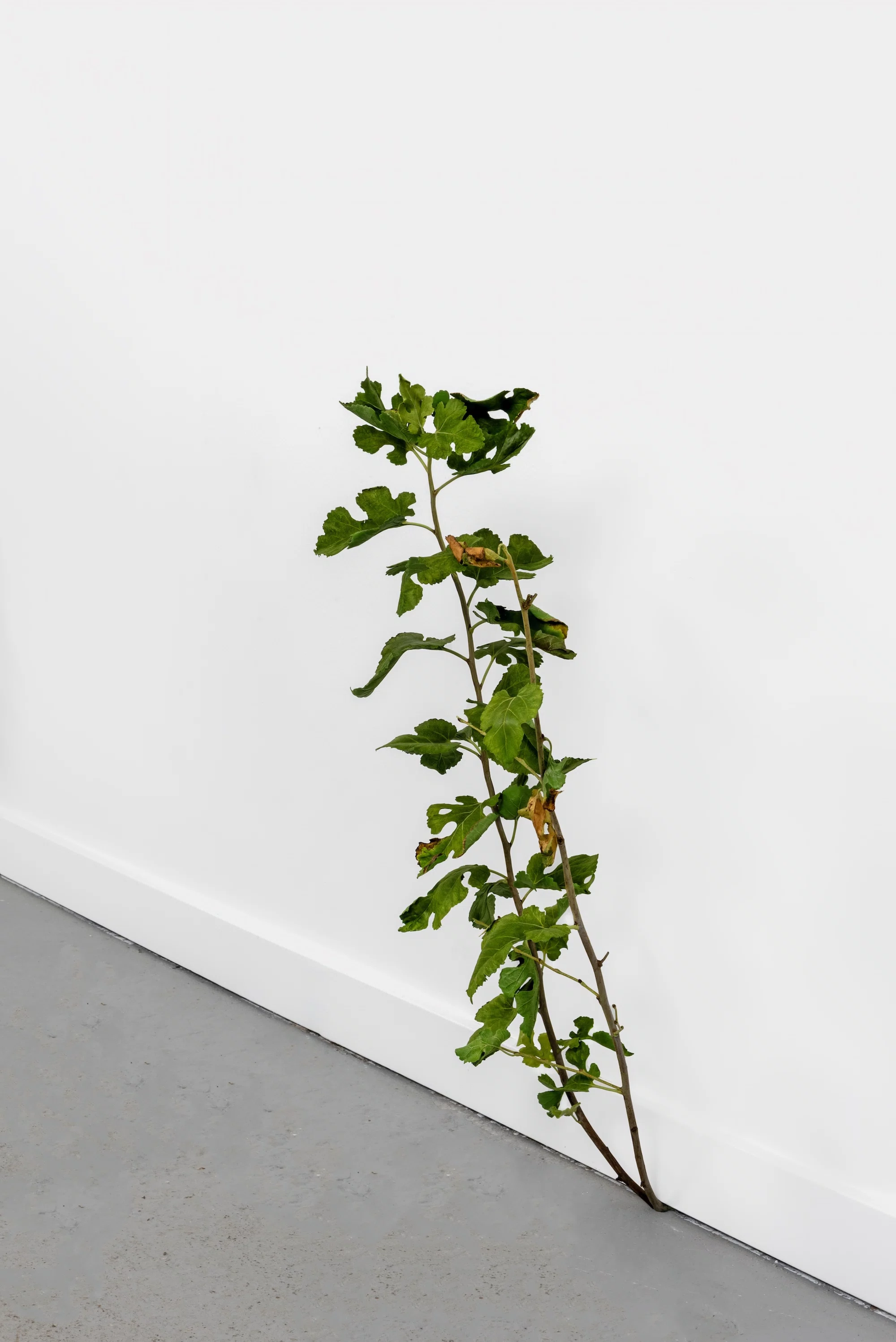 Weed (791) by Tony Matelli