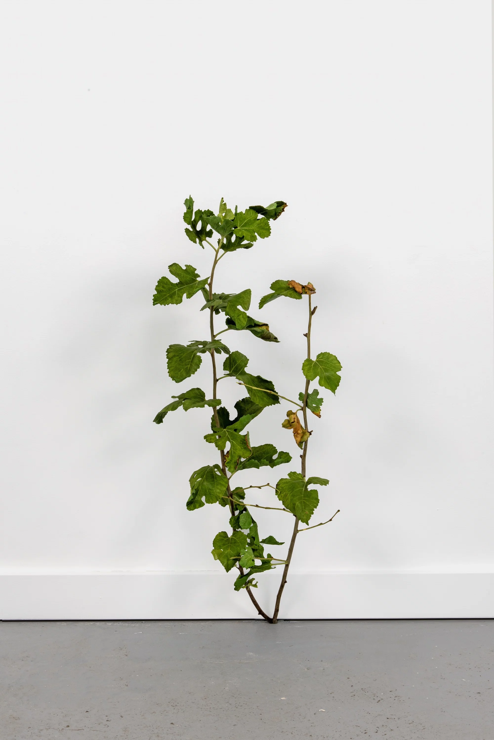 Weed (791) by Tony Matelli